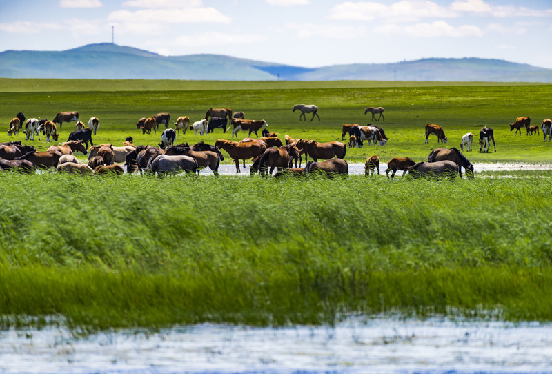 行走内蒙古,探寻大美草原之旅